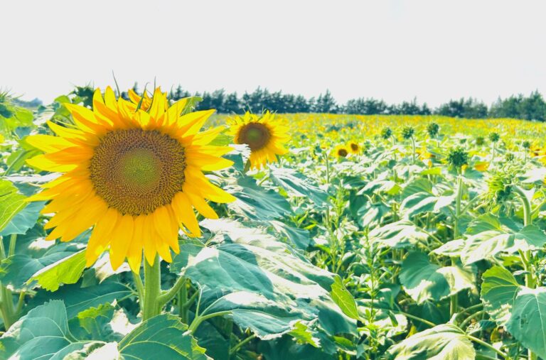 Back Forty Beef planted four acres of sunflowers this year, and is now ready for a new event, the Back Forty Beef Sunflower Festival. Courtesy photo.