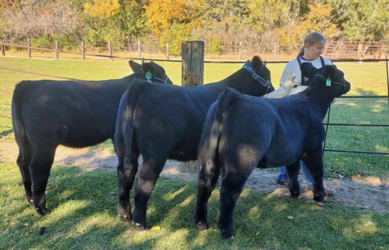 Basya Weis of Aberdeen stands with three of the four cows she plans to show in the 4-H beef division at the Brown County Fair this week. Courtesy photo.