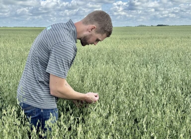 Alex Boekelheide checks his oat stand in a field on his family's Northville, South Dakota farm. With land stewardship in mind, the Boekelheide family developed a field management plan that involved no-till/minimal tillage and adding oats followed by cover crops to a percentage of the farm’s corn and soybean rotation. Photo courtesy of AgSpire.