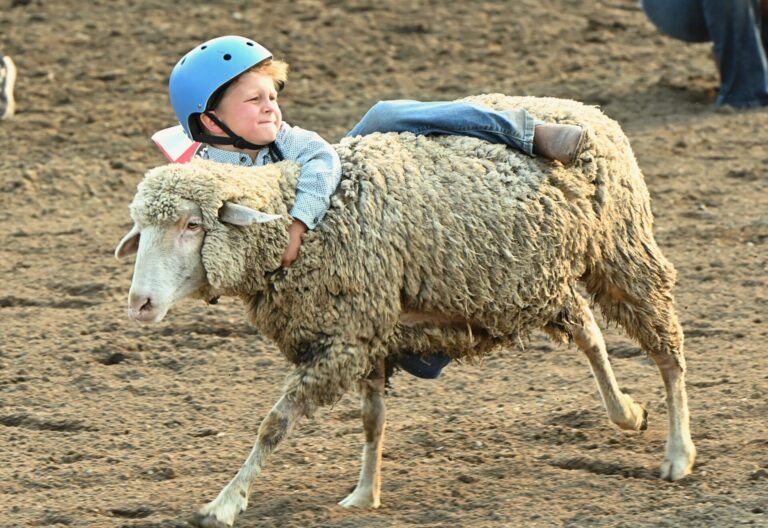 Mutton busting is always a popular event during the Dacotah Bank Stampede at the Brown County Fair. This year, the rodeo was Monday, Aug. 10 and Tuesday, Aug. 11 at the Larry Gerlach Grandstand. Aberdeen Insider photo by Robb Garofalo.