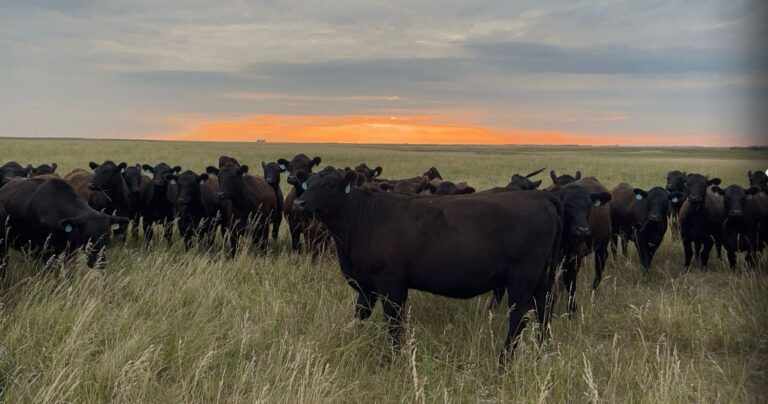 Local ranchers have concerns about the Trump administration's recent decision to eliminate tariffs on some types of beef imported from other nations. File photo.