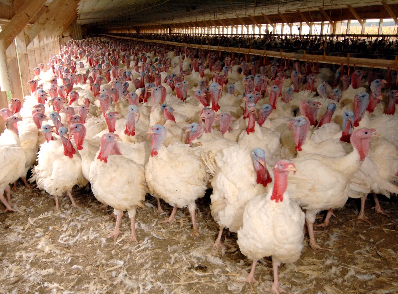 Avian flu affects 77,700 South Dakota birds, raising state's four-year outbreak total to 8.1 million