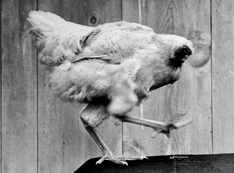 Mike the Headless Chicken lives for 18 months after being decapitated on Sept. 10, 1945.