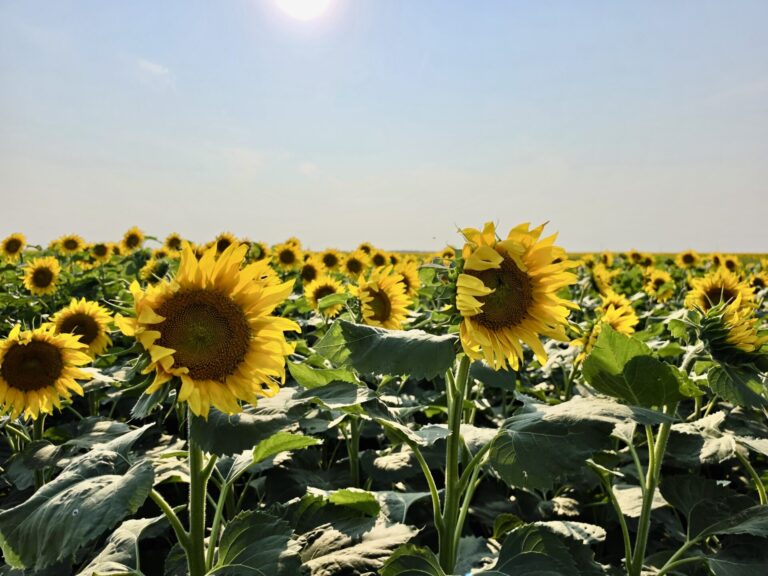 A field of sunflowers grows near Groton in late July 2026. While sunflowers are rare in the eastern portion of the state, they are still a viable crop and a beneficial addition to traditional crop rotations. Photo courtesy of the South Dakota Soil Health Coalition.