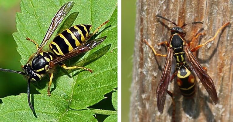 Wasp activity is more noticeable in the late summer and fall months. Courtesy photo.