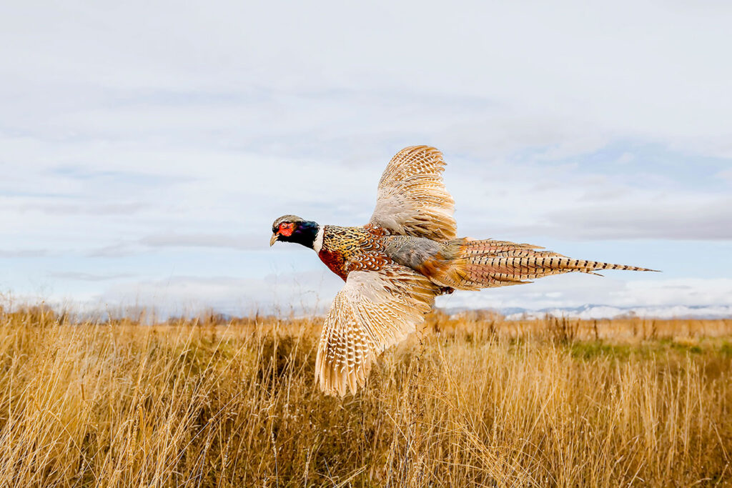 All You Need To Know About The 2026 Pheasant Hunting Season In South ...