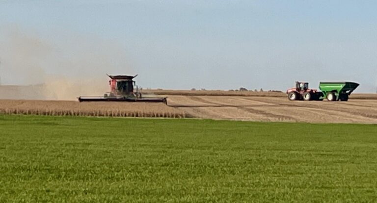 Farmers are busy harvesting soybeans around the area, including at this farm near Westport. Photo by Connie Sieh Groop for the Aberdeen Insider.